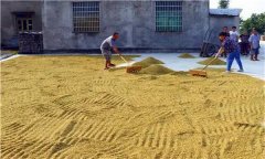 水稻種植前為什么要曬種、選種、浸種和催芽