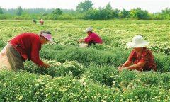 菊花的采收時(shí)間、采收方法與加工與貯藏問題