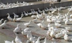 肉鴨腹水癥發(fā)病原因是什么，怎么治療？