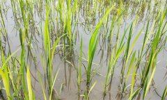 水稻生產(chǎn)中如何識別、預(yù)防與防治2，4-d藥害