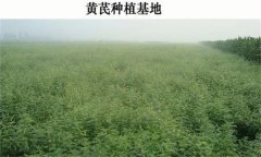 黃芪產(chǎn)地在哪里？黃芪生態(tài)習(xí)性簡(jiǎn)介
