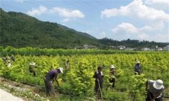 山茱萸田間管理的內(nèi)容與技術(shù)要點(diǎn)有哪些？