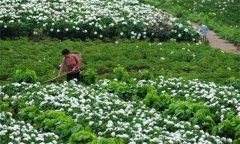 白勺田間管理方法與主要內(nèi)容有哪些？