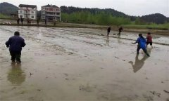 優(yōu)質(zhì)水稻直播對(duì)整地的要求有哪些？