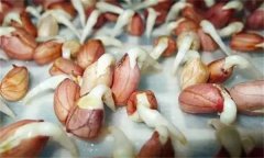花生發(fā)芽不能吃嗎？吃花生芽有什么好處？