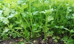 芹菜有哪些種類？芹菜真的越吃越瘦嗎？