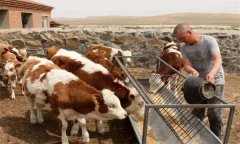 肉牛養(yǎng)殖中如何使用尿素，需注意哪些問(wèn)題？