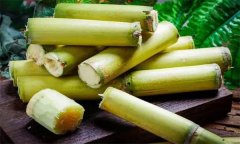 如何選購、儲存甘蔗？食用甘蔗應(yīng)注意事項