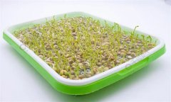 培育豌豆芽苗菜的水為什么會變綠？