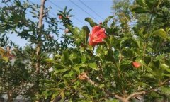 為什么石榴開花卻結(jié)不住果 或葉子變小、皺縮