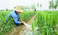 小麥后期管理技術(shù)措施有哪些？