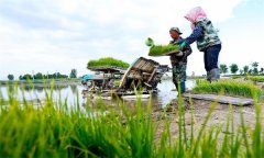 機插秧起秧、運秧、添秧的要求 怎樣防止漂秧？