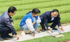 如何處理擱田與治蟲的關系，怎樣保護稻田蜘蛛