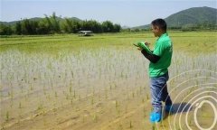 水稻出苗后怎樣管水 如何使用壯秧劑、多效唑等