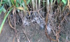 怎樣防治韭菜白絹?。? /></a>
            <a href=