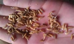 為什么會出現(xiàn)水稻爛種、爛芽、爛秧和死苗現(xiàn)象