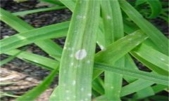 韭菜灰霉病的表現(xiàn)癥狀、發(fā)病規(guī)律與防治方法