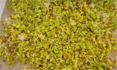 白菜芽苗菜如何進行立體無土栽培？
