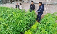 深冬期套種番茄應(yīng)注意什么問題？