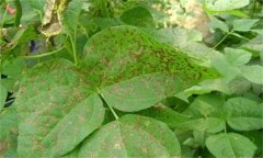 如何防治菜豆炭疽病，其病原菌是什么？