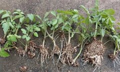怎樣預(yù)防番茄育苗時(shí)漚根？