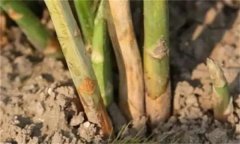 蘆筍莖枯病是什么病菌，其流行規(guī)律是什么？