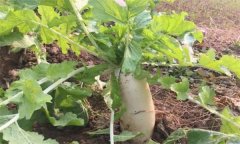 怎樣栽培冬蘿卜？冬蘿卜種植時(shí)間和方法