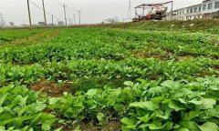 油菜日光溫室早春、秋延遲栽培技術(shù)要點(diǎn)有哪些