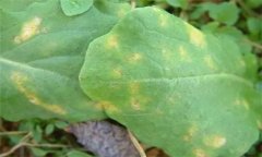 怎樣防治油菜霜霉病，有哪些癥狀表現(xiàn)？
