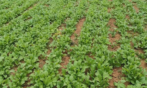 油菜密播育苗、分批移栽好不好