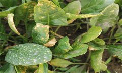 菠菜霜霉病的癥狀表現(xiàn)、傳播途徑和防治方法