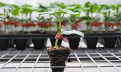 苦瓜嫁接有什么好處 苦瓜嫁接后如何管理？
