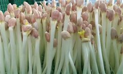 花生芽苗菜生產(chǎn)培育技術(shù)要點(diǎn)有哪些？
