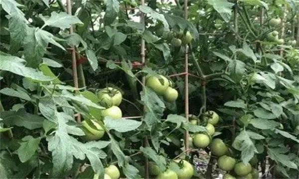 番茄膨果期合理疏枝、打葉