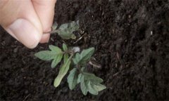 茄子僵果、裂口、落花落果的原因及解決辦法