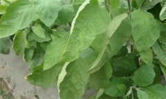 茄子缺氮、磷、鉀癥的癥狀是什么，如何矯正?