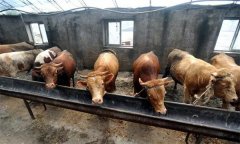 肉牛育肥對水質(zhì)的要求 怎樣提高肉牛的采食量？