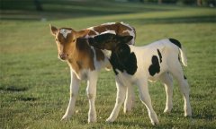 如何選擇理想的肉牛 犢牛如何飼養(yǎng)管理？
