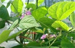 低溫時(shí)期蕓豆如何?；ūＧv?