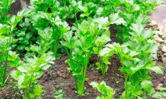 如何秋延遲生產(chǎn)香芹？