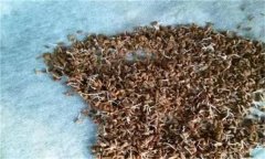 秋延芹菜育苗有哪些關(guān)鍵技術(shù)？