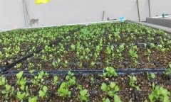 芹菜苗期如何進(jìn)行水肥管理？