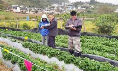 從外地引種草莓應(yīng)注意哪問題？