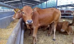 肉牛場如何開展結(jié)核病和布氏桿菌病的篩查？