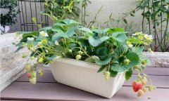 盆栽草莓怎么種？