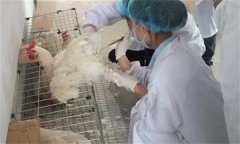 雞人工授精技術(shù)的優(yōu)越性有哪些？