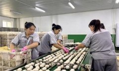 孵化用的種蛋為何要進(jìn)行預(yù)溫？