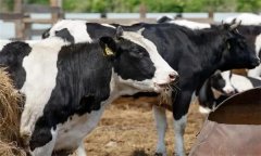 如何飼喂泌乳中期奶牛？