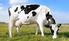 為什么要重視奶牛泌乳高峰？