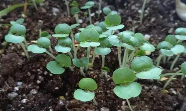 畦地生產紫蘇芽苗菜